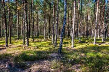 Trees in Tuchola Pinewoods in Kujawy-Pomerania Province of Poland