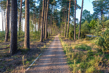 Bicycle path in forest - Pomorskie Region of Poland