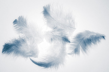 Obraz premium Beautiful abstract color white and blue feathers isolated on white background pattern and wallpaper