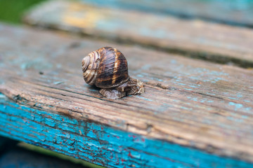 grape snail sits on a wooden surface