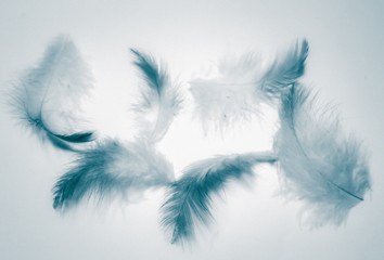 Beautiful abstract color white and blue feathers isolated on white background pattern and wallpaper