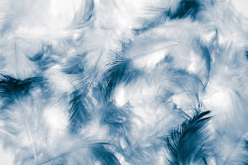 Fototapeta premium Beautiful abstract color white and blue feathers isolated on white background pattern and wallpaper