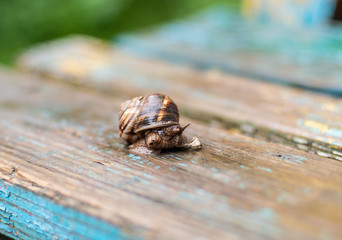 grape snail sits on a wooden surface