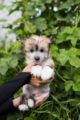 Beautiful amber hairless puppy breed chinese crested dog in the hands of its owner on green natural background.