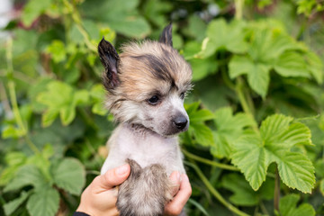 Beautiful amber hairless puppy breed chinese crested dog in the hands of its owner on green natural background.