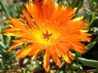 closeup of orange flower succulent mesembryanthemum