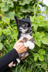 Cute black hairless puppy breed chinese crested dog in the hands of its owner on green natural background.