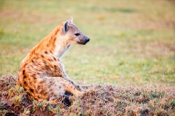 Spotted hyena in Africa