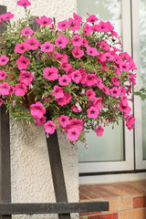 Fototapeta na wymiar Bright pink petunia in landscape design