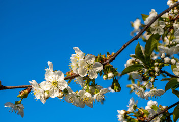Buds and blooming cherry flowers on a branch close up against a blue sky in bright light