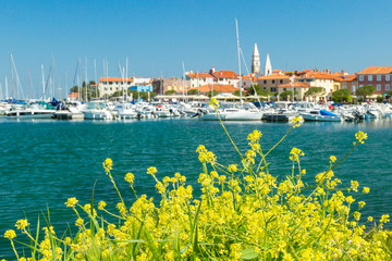 Scenic harbour with boats and brightly coloured houses on the flowers forground waterfront in Izola...