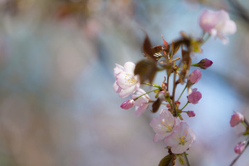 Beautiful Blooming Sakura Flower or Cherry Blossom on blue sky Background