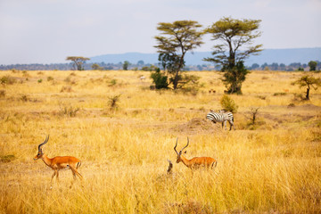 Naklejka na ściany i meble Impalas in Kenya
