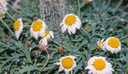 Margeriten mit Wasser giessen