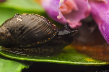 snail on a leaf