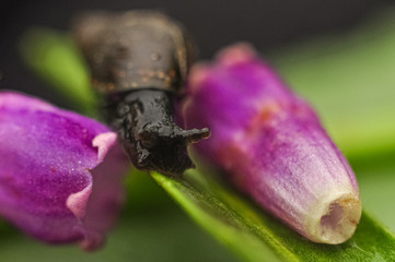 beetle on leaf