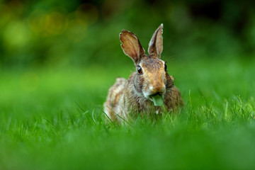 Close-up photo with copy space of an eastern cottontail rabbit (Sylvilagus floridanus) in British Columbia, Canada