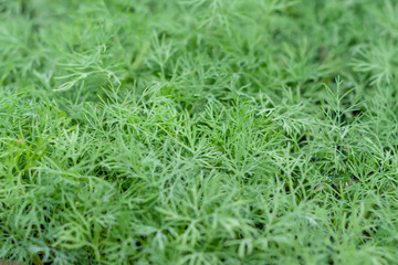 Green dill grows in the garden outdoors, photo with a shallow depth of field