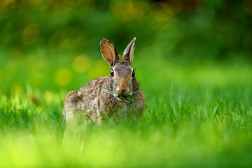 Close-up photo with copy space of an eastern cottontail rabbit (Sylvilagus floridanus) in British Columbia, Canada