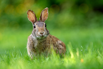 Close-up photo with copy space of an eastern cottontail rabbit (Sylvilagus floridanus) in British Columbia, Canada