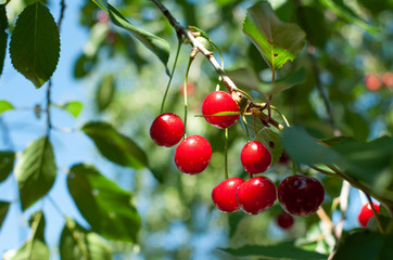 Juicy red cherries hanging on the branch.