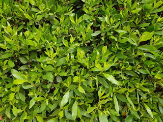 Fototapeta na wymiar green foliage on a bush background
