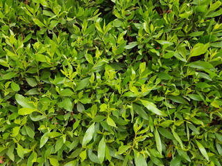 green foliage on a bush background