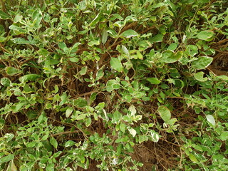 greenery on the bush place for text