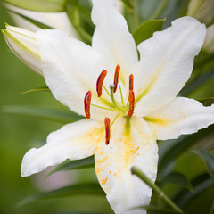 Closeup of white lily flower. Lily blooms in the garden. Closeup of white lily stamens with a blurred flower in the background.
