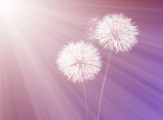 Wish background. Dandelion dream abstract nature. Filtered photo.