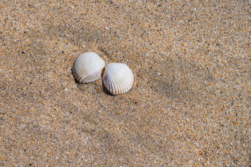 A pair of cockle shells on a sandy beach.