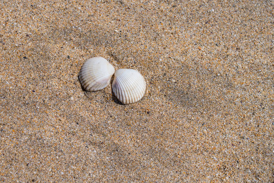 A pair of cockle shells on a sandy beach.
