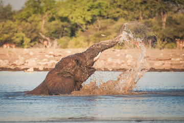 Elefanten Badespa&szlig; in Namibia