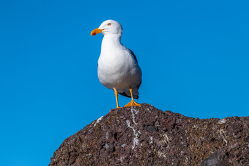 Adult Yellow-footed Gull (Larus livens) perched on a rock in Baja California, Mexico.