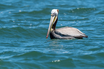 Brown pelican (Pelecanus occidentalis) swimming