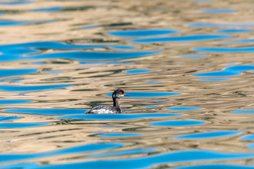 Eared Grebe (Podiceps nigricollis) swimming on the surface with reflections, Baja California, Mexico.