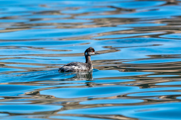 Eared Grebe (Podiceps nigricollis) swimming