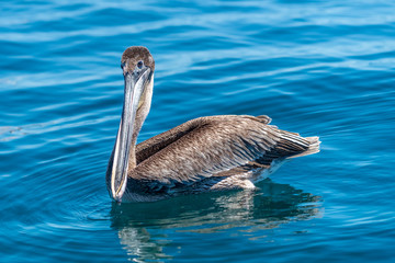 Brown pelican (Pelecanus occidentalis) swimming