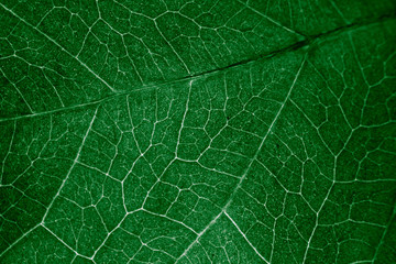 Abstract organic texture of leaf.