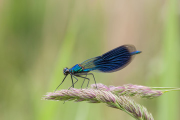 Gebänderte Prachtlibelle (Calopteryx splendens)