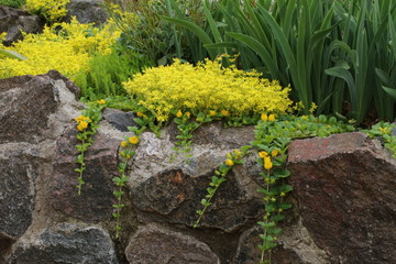 Fototapeta na wymiar Goldmoss stonecrop on the flowerbed. Also known as the sedum acre, mossy stonecrop, goldmoss sedum, biting stonecrop and wallpepper. 