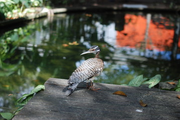 Pavãozinho-do-pará