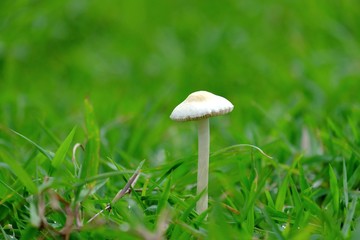 Close up a small tropical mushroom growing on green grass field in rainy season 