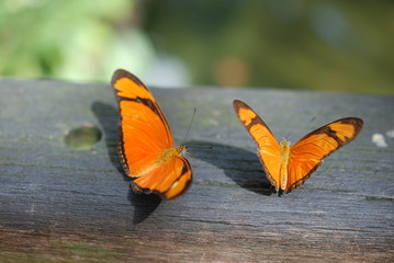 Orange butterflies