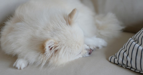 Pomeranian sleep on sofa at home