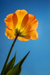 Orangefarbene Tulpe vor blauem Himmel