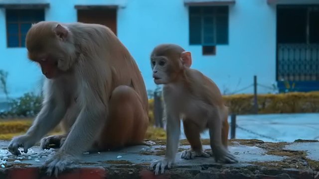 A baby monkey scares a passerby, and his mother eats Indian sweets sitting on a stone fence. Slow mo, slo mo, slow motion, high speed camera