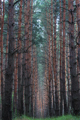 Beautiful forest in spring with bright sun shining through the trees