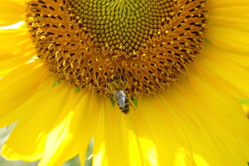pollination of sunflower