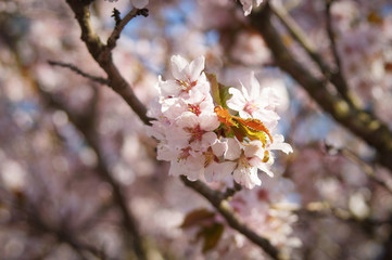 cherry blossom